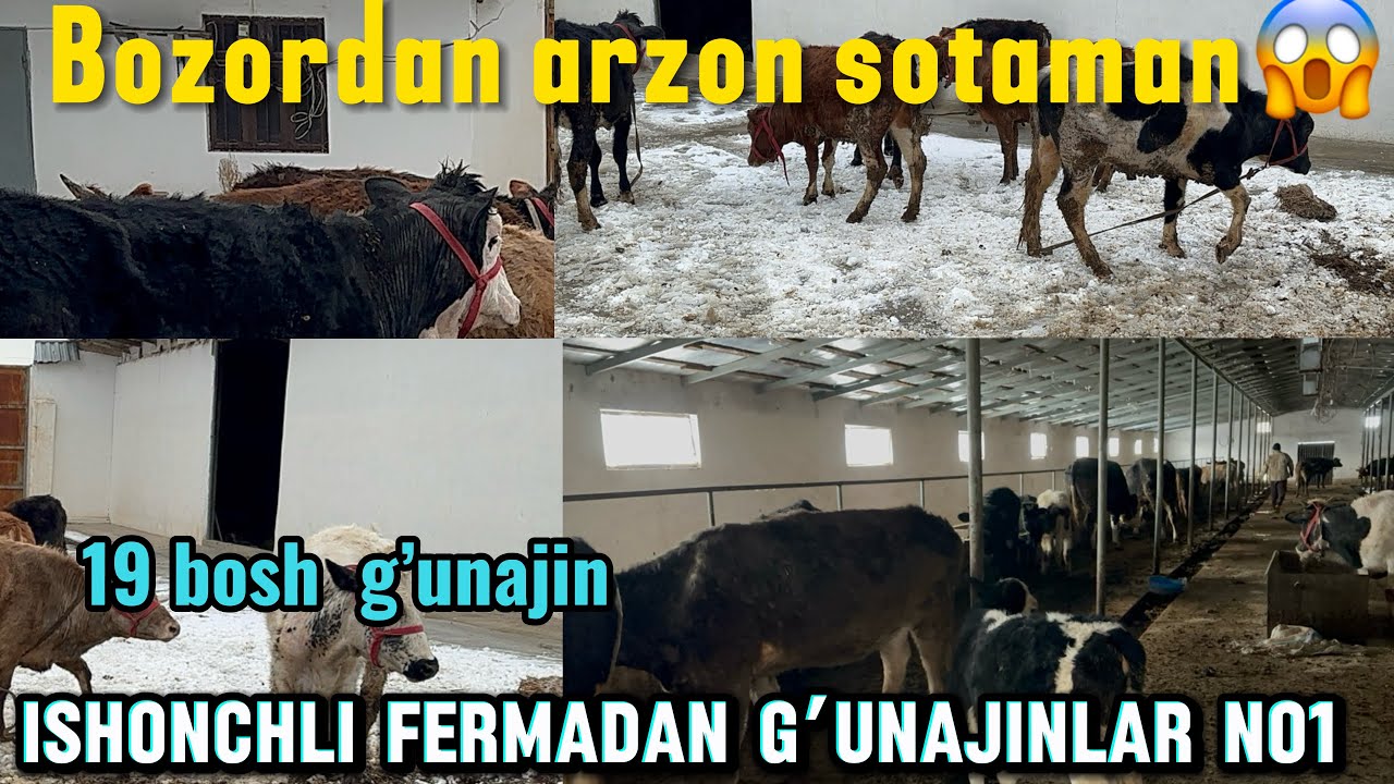 DILMUROT AKA FERMASIDAN QOCHMA G’UNAJINLA  HAMADAN ARZON SOTAMAN😱😱