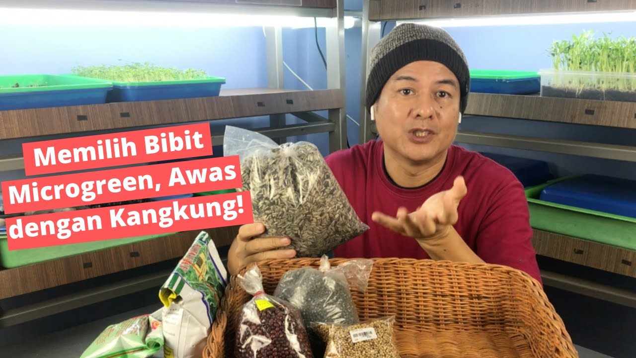 Memilih Bibit Microgreen, Awas dengan Kangkung!