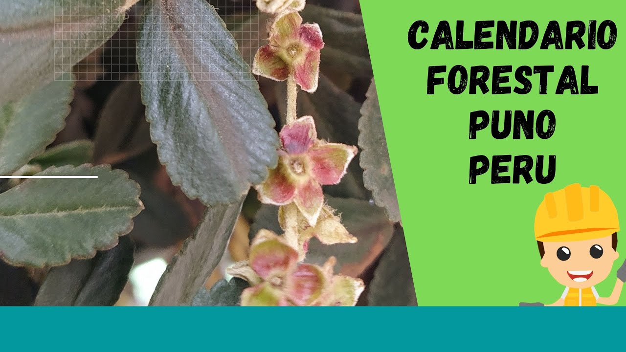 CALENDARIO FORESTAL PERU PUNO