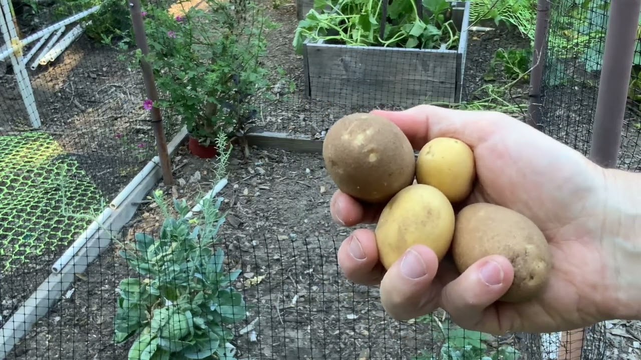 Companion Planting: Garlic and Potatoes – Flavorful Duo for Success, zone 9b near UC Santa Cruz.