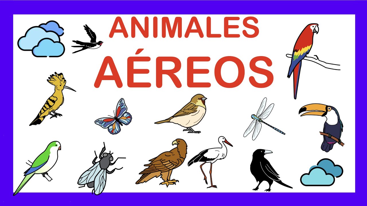 ANIMALES AÉREOS 🦅Vocabulario 🦇ARASAAC