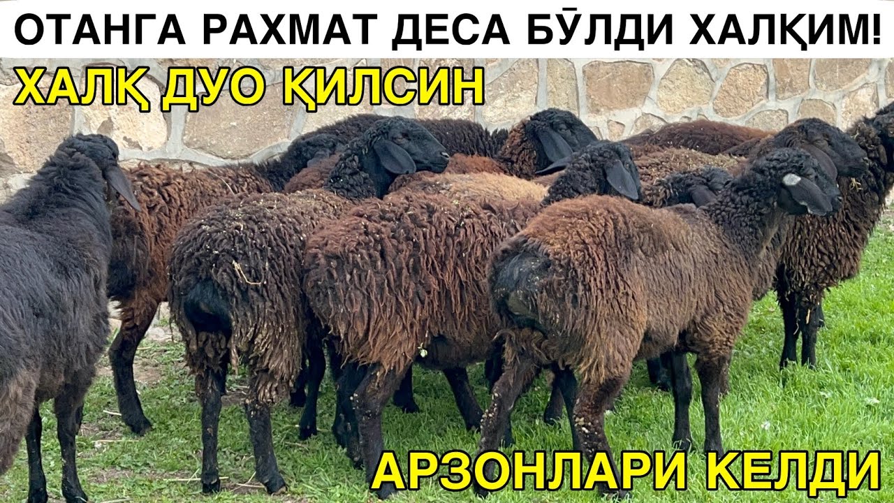 МАНА АРЗОН ҚӮЙЛАР. ☎️+998918101543 ☎️+998889534242