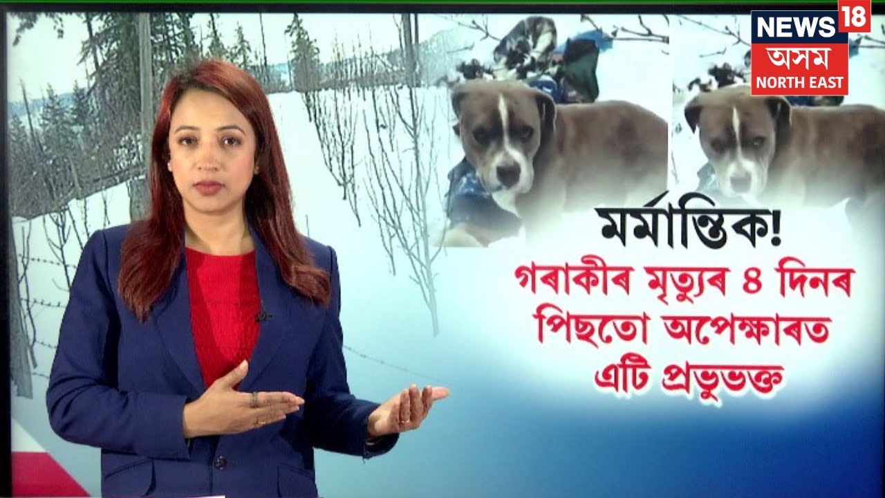 LIVE | মৰ্মান্তিক! গৰাকীৰ মৃত্যুৰ ৪ দিনৰ পিছতো অপেক্ষাৰত এটি প্ৰভুভক্ত | Himanchal News | N18L