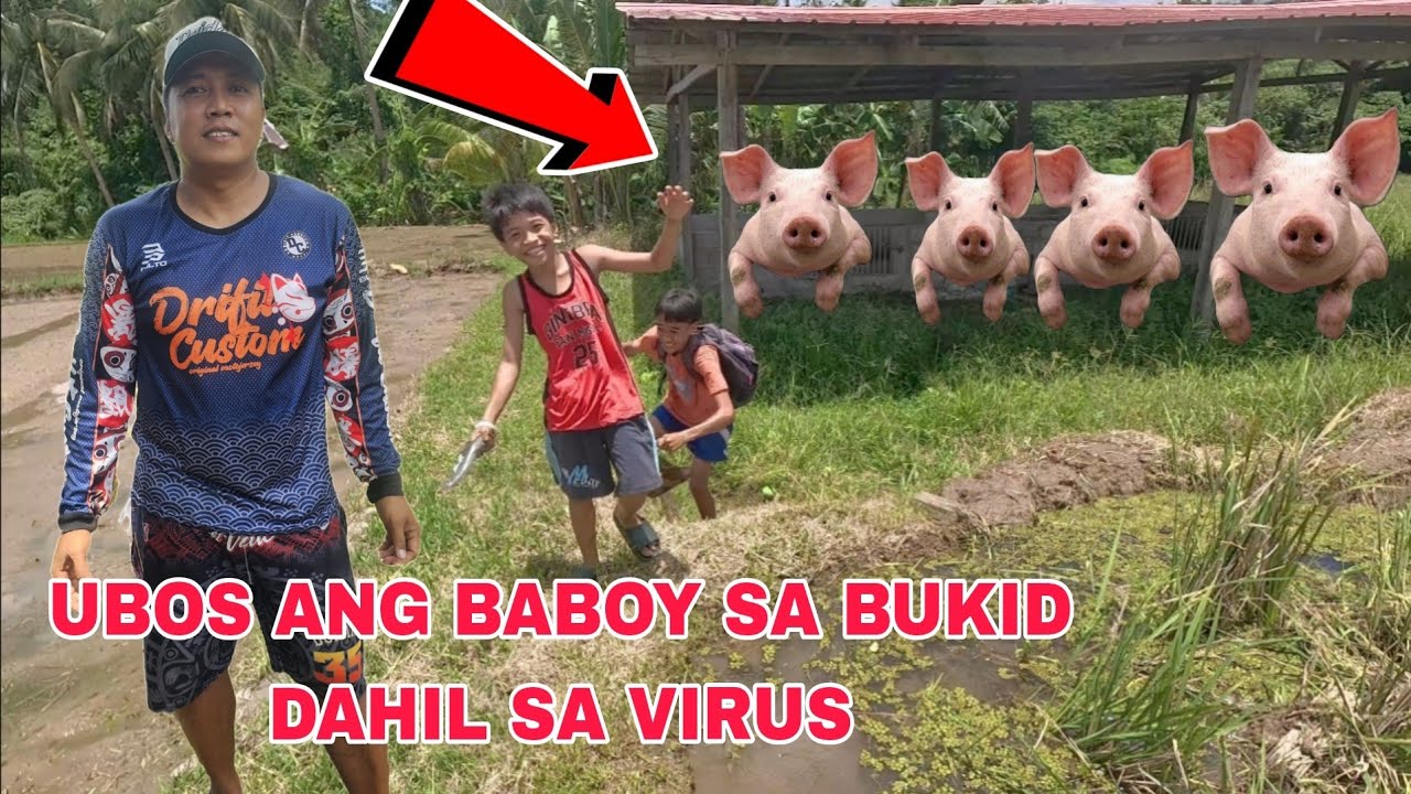 Ubos lahat ng Baboy sa Bukid Tinamaan ng virus...mga inahing baboy utas lahat