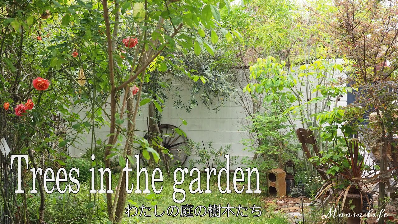 【my garden tour】ナチュラルガーデンの樹木14種の紹介/常緑樹やオススメの木/落葉樹