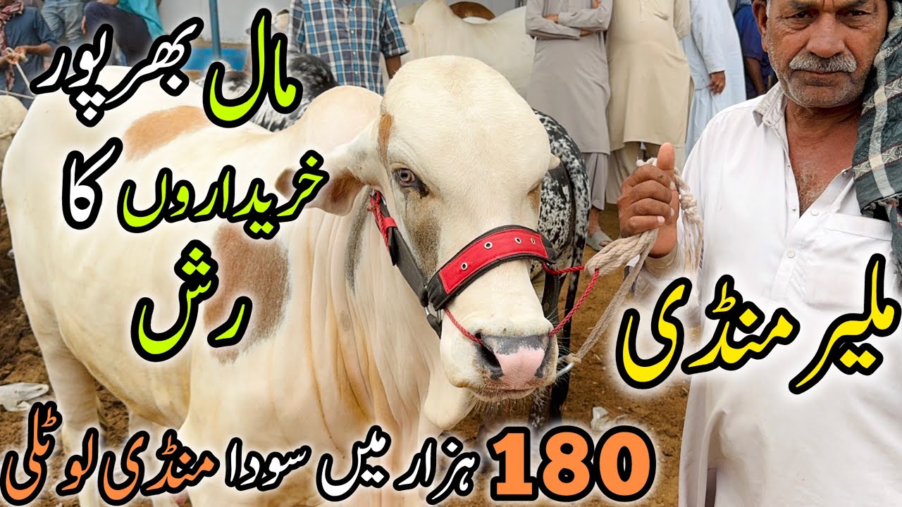 Malir Mandi Karachi Cattle Rates Update | 31 March 2026 | Cow Mandi 2026