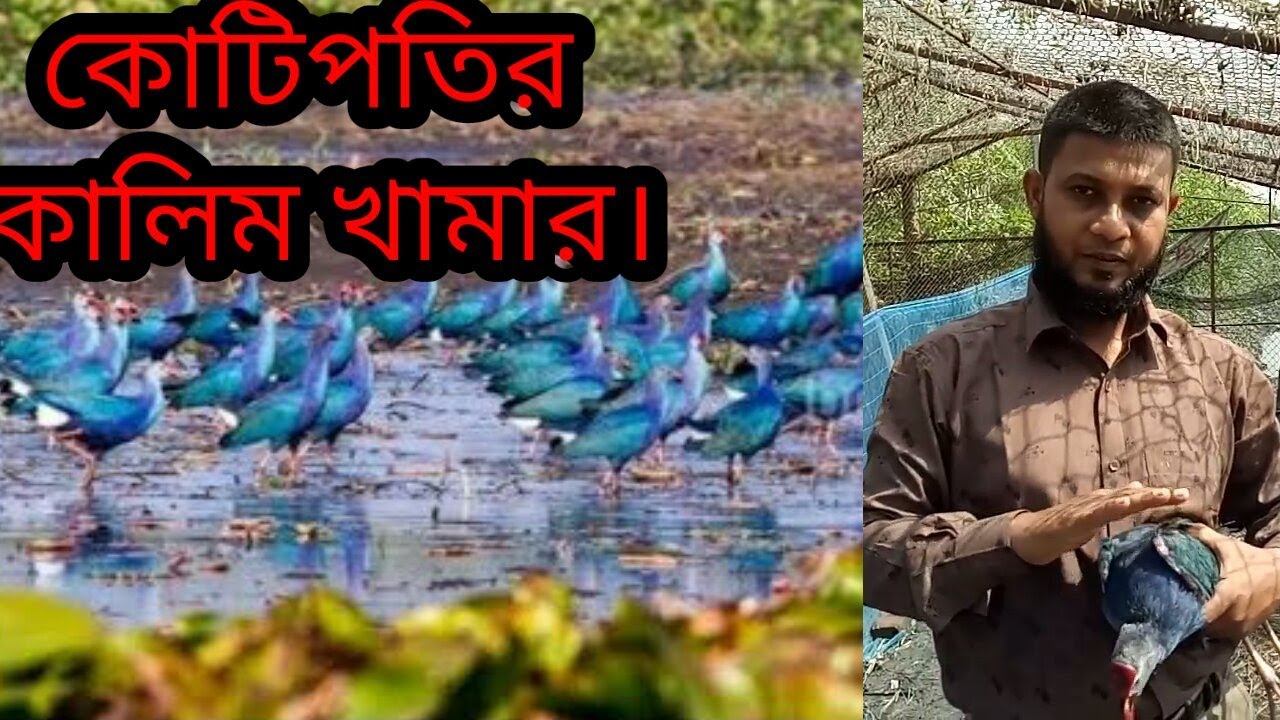 কালিম পাখি পালন//কালিম পাখি পালনের আদ্য পান্ত // Kalim bird breeding // কালিম পাখি