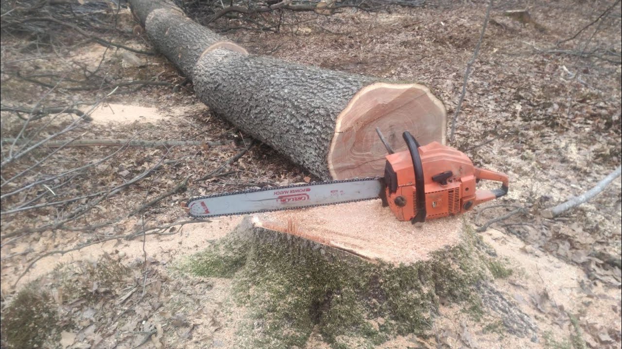 HUSQVARNA 181 SE MUSCLE SAW CUTTING TIMBER