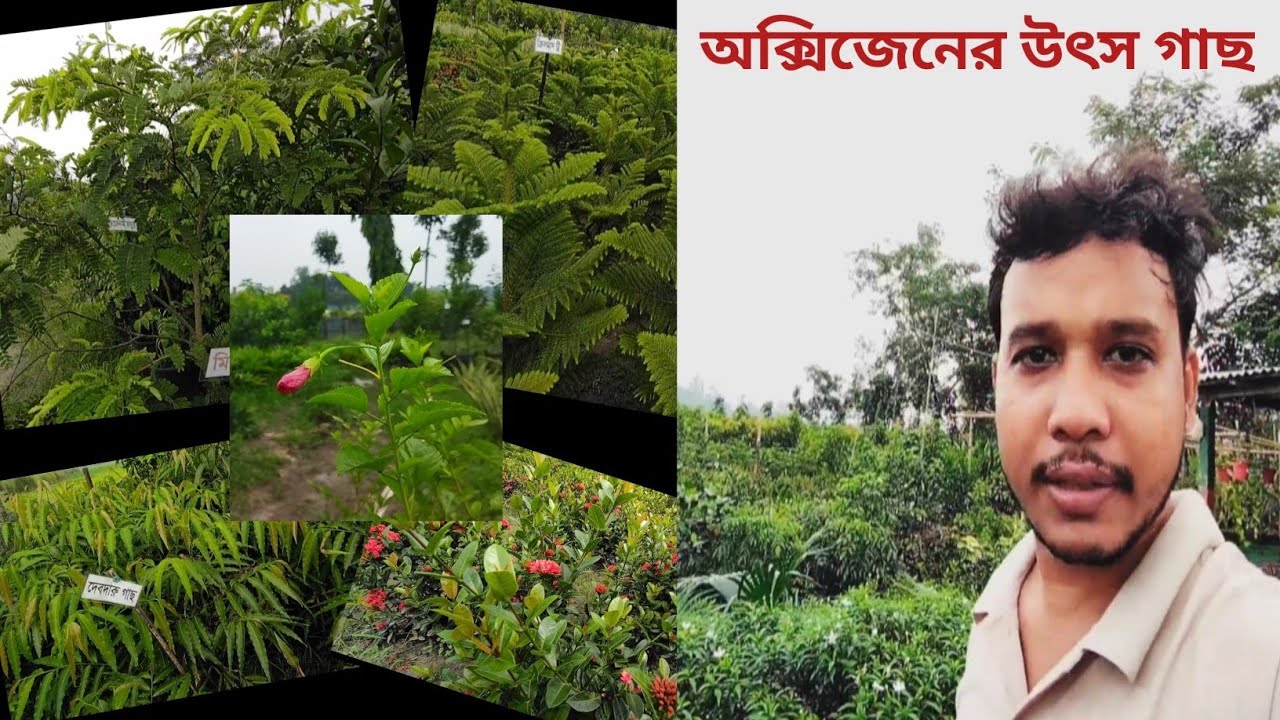 অক্সিজেন চাই? গাছ লাগান, অক্সিজেনের উৎস বাঁচান।গাছই জীবন - অবিশ্বাস্য নার্সারি ট্যুর!🌳🌵