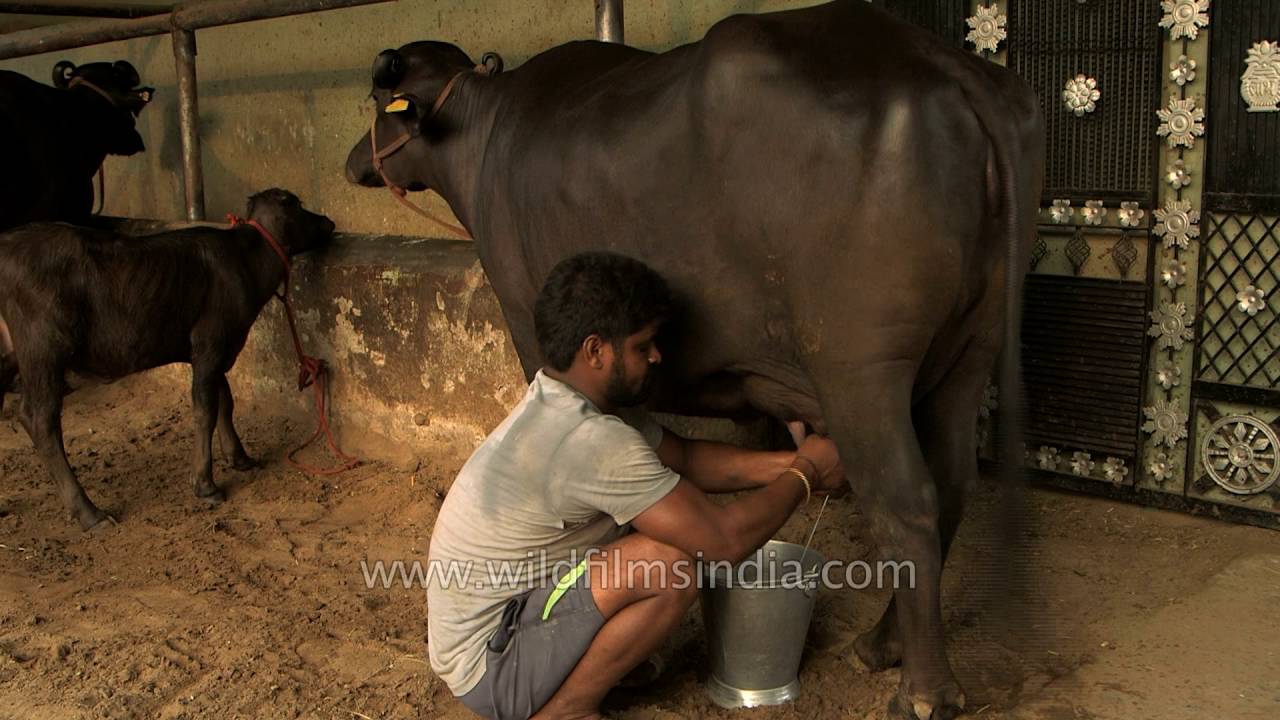 Milking a buffalo in India: all in a day's work!