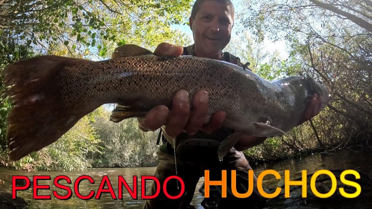 Pesca. Huchos a ninfa. Los salmones del Tormes. #pesca #hucho #anzuelo #pescando #salmon