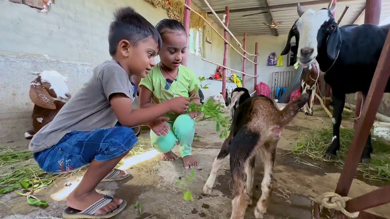 तनु अन माऊलीच्या बकऱ्या 😅 घास कापून आणला शेळ्यांना 🫢