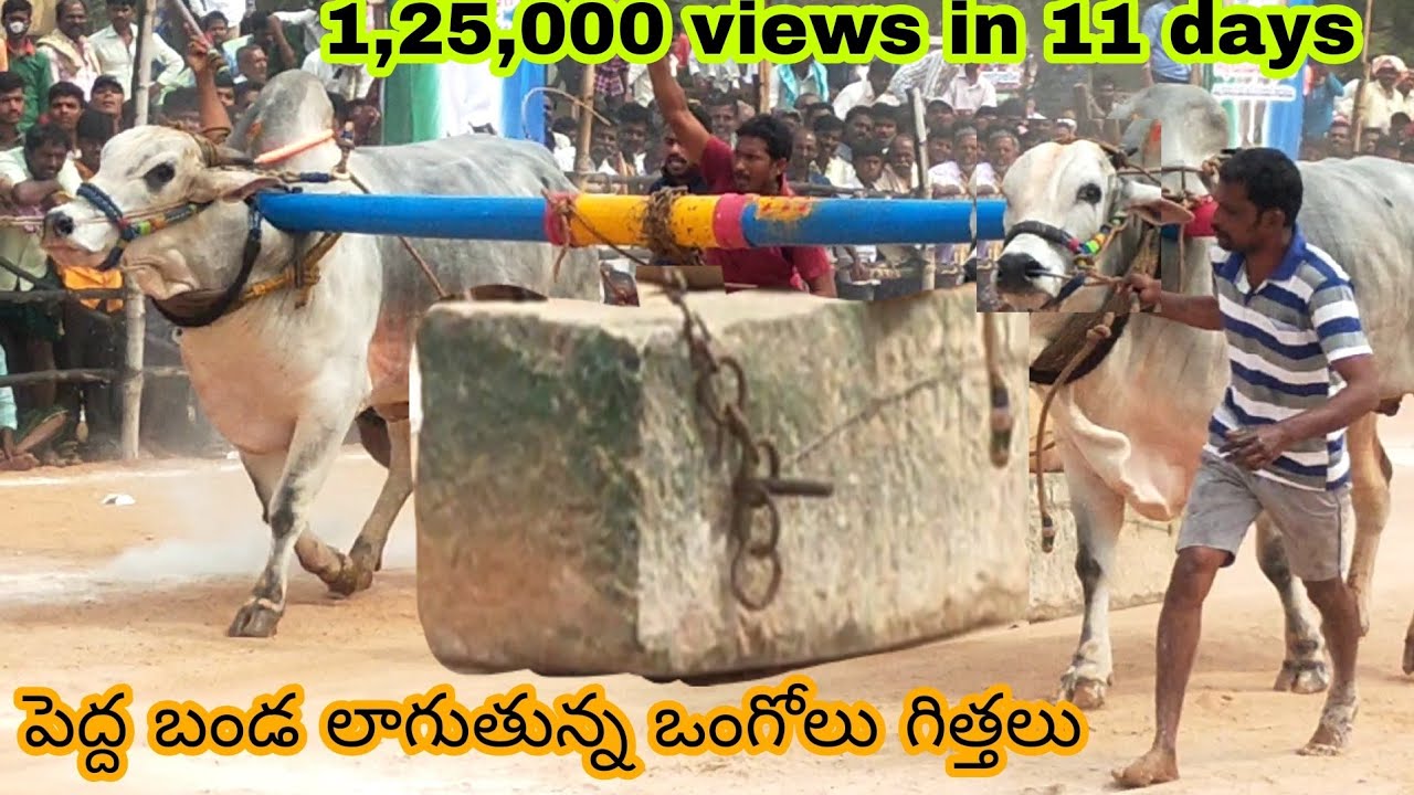దూలం లాగుతున్న ఒంగోలు గిత్తలు