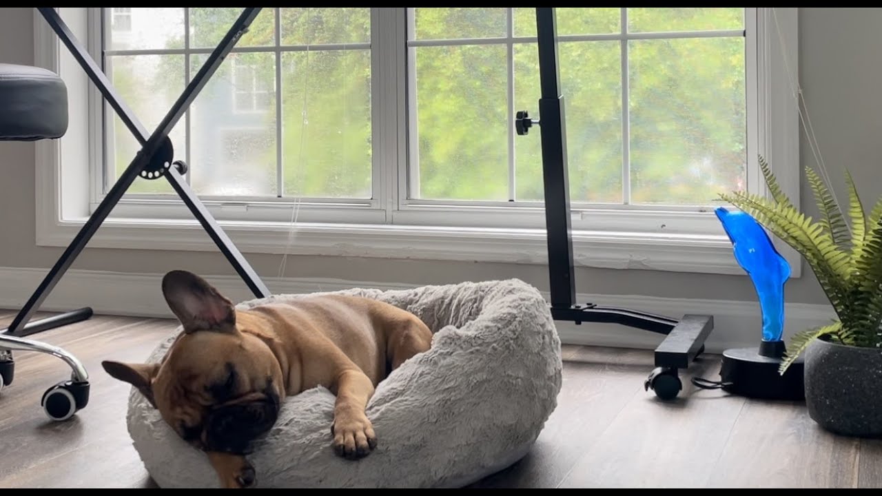 French Bulldog Sleeping + Rain Sounds for Focus, Sleep, Relaxation 1 Hour 🌧 4K + White Noise