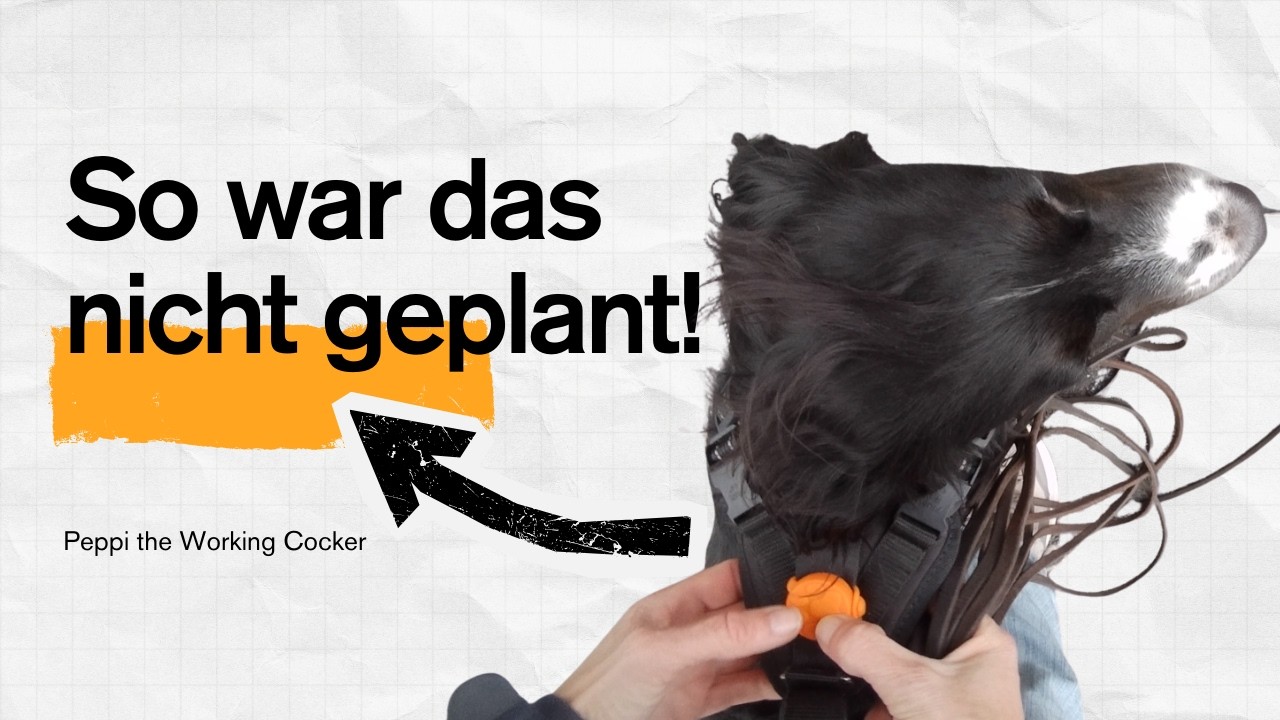 Mantrailing - Verweht, verflixt, verneint... #peppitheworkingcocker #frompuppytopro #mantrailing
