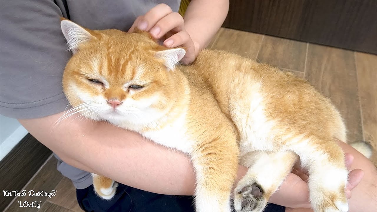 A day of enjoyment for dad cat. Leo cat is massaged and given special care by his adoptive father.