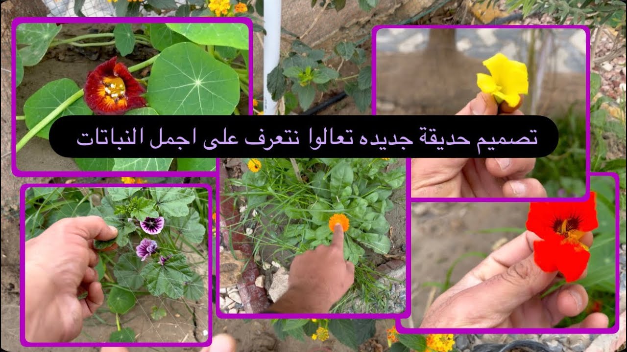 تصميم حديقة جديده تعالوا نتعرف على اجمل النباتات المزروعه 