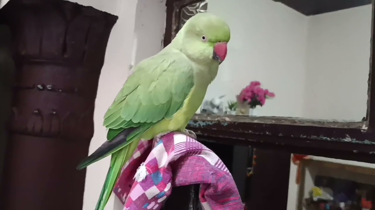 Talking parrot 🦜// funny parrot //srarti parrot #mithurajavlogs23