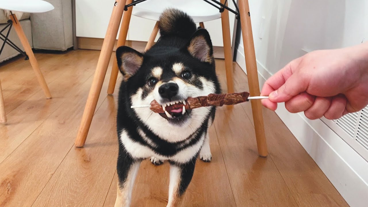 狗狗看到烤肉串，饞得一口咬住，太好笑了！