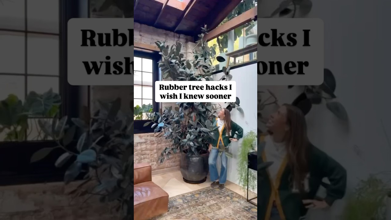 Rubber tree care 💚