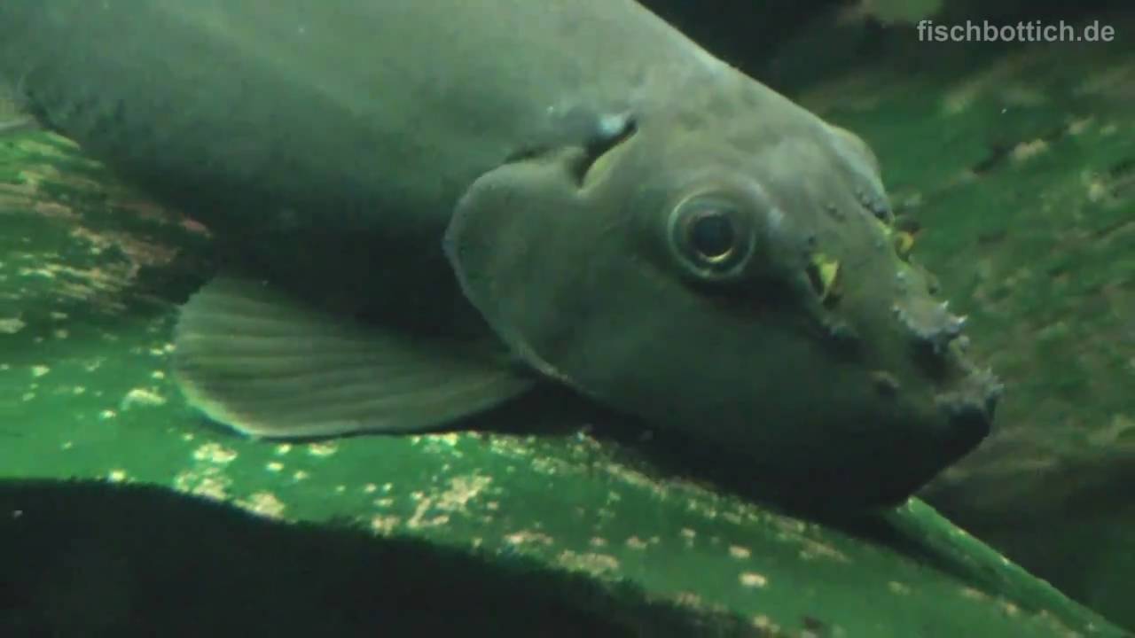 [HD] My three Chinese algae-eater / Siamesische Saugschmerlen [1/1]
