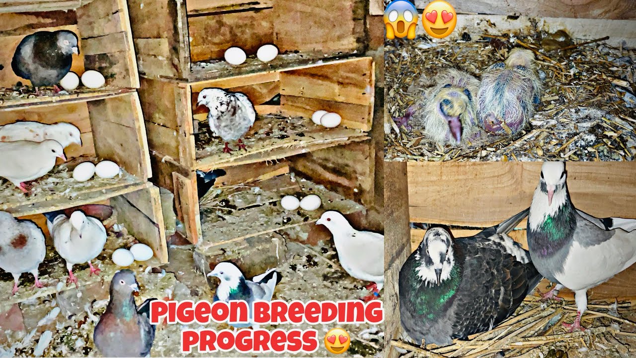 Pigeon breeding progress😍#petsvlog #kabutar #kabutarvlog #shermadehat