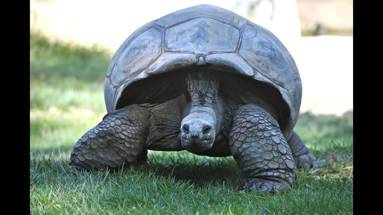 Virtual Talk | LA TESTUGGINE GIGANTE DELLE SEYCHELLES 🐢