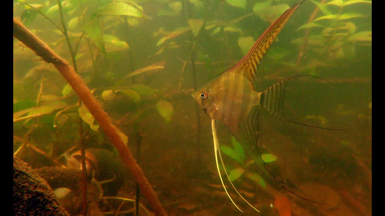 Acará bandeira - Angelfish - Skalare - Pterophyllum scalare - Rio Solimões / Amazonas