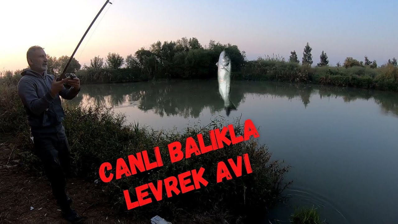 Canlı Balıkla Levrek Balık Avı Berdan Irmağı: Tarsus, Mersin #levrekavı #levrek #balıkavı