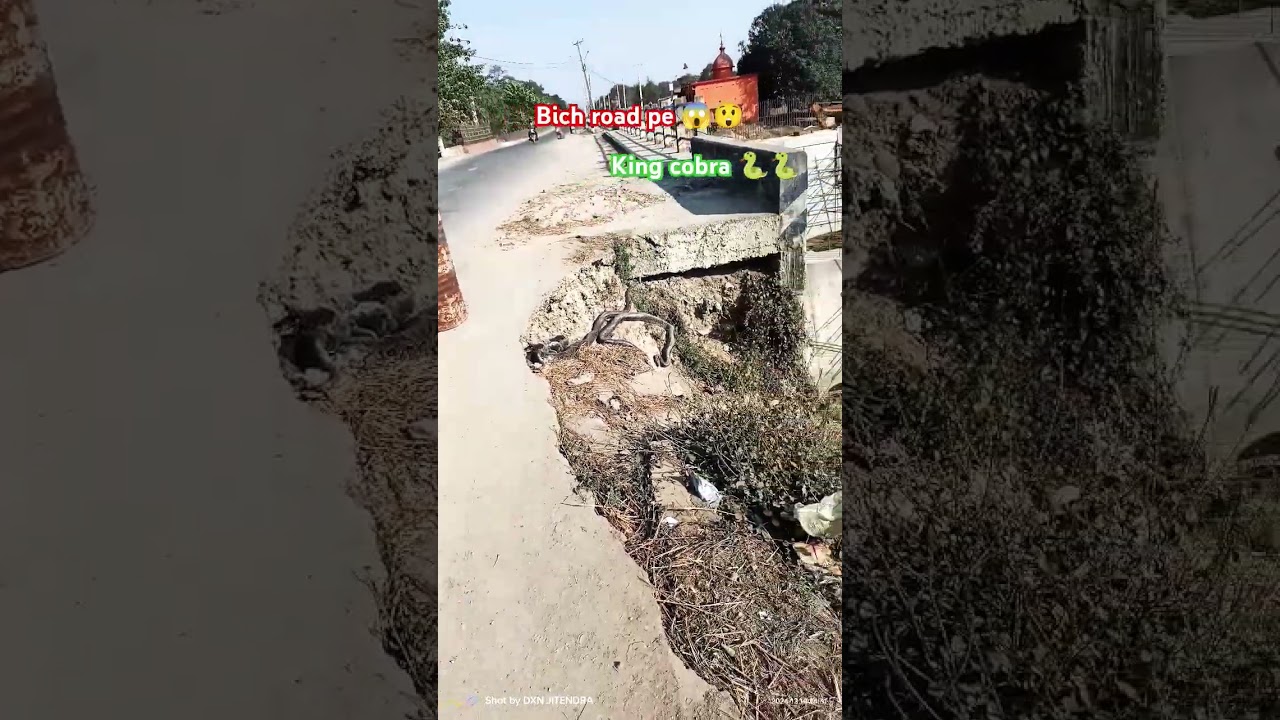 // Bich road pe 😱😲// king cobra 🐍🐍// 