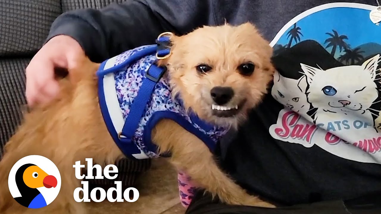 Limping Dog Gets Rescued And Can't Stop Smiling With Her Teeth | The Dodo