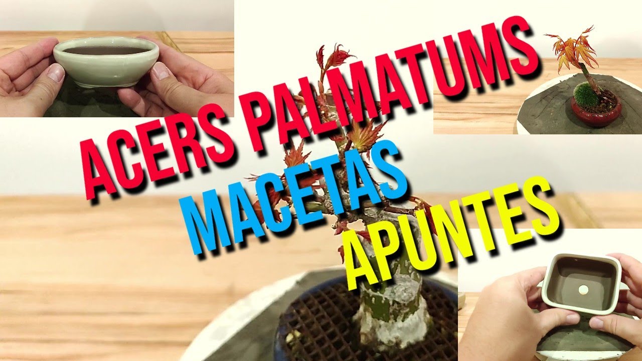 NUEVAS Macetas para los Acers Palmatums y un pequeño Apunte - BONSAI