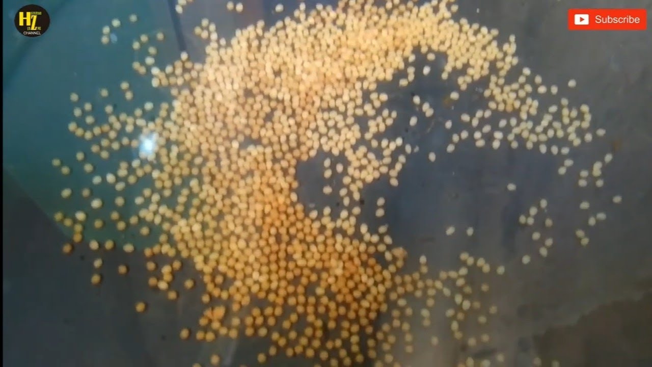 Proses Penetasan Telur Ikan Nila