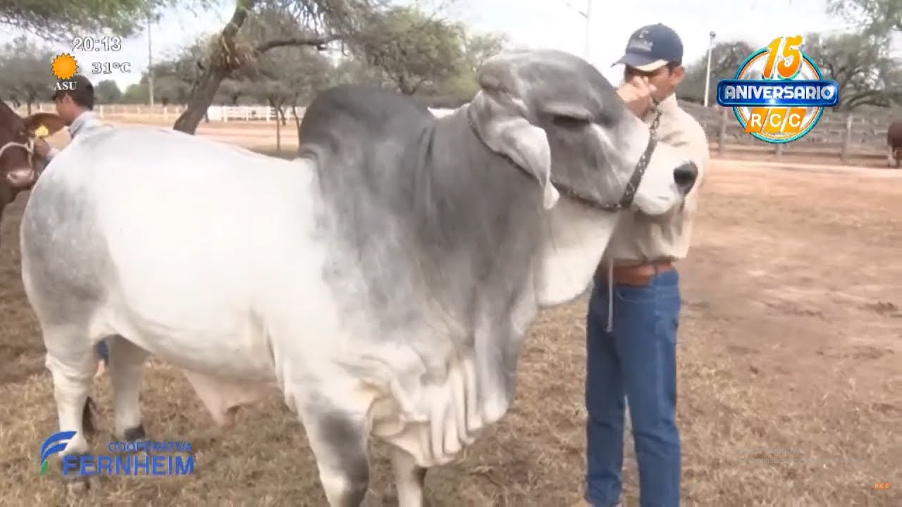 Mejoramiento Genético del Ganado 🐂 - El Chaco Avanza ✅ #Paraguay