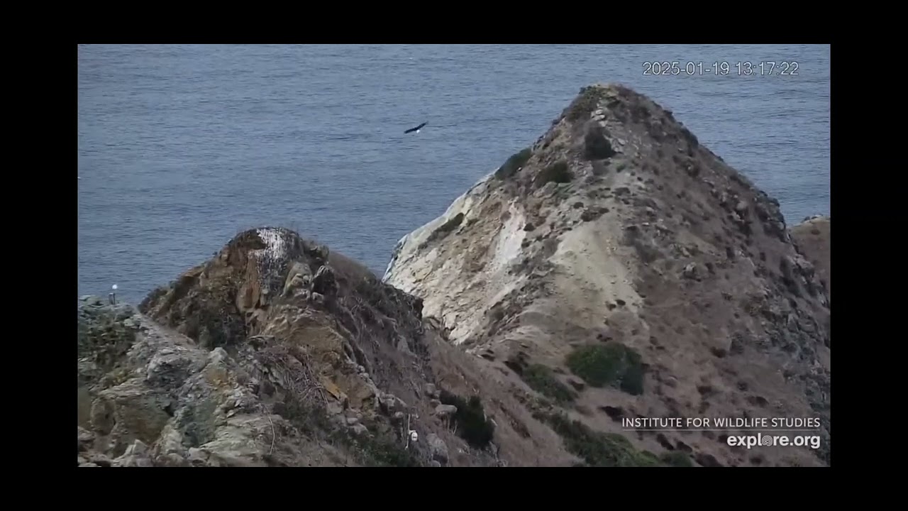 MORE TERRITORY BATTLE FOOTAGE🛡⚠️- WEST END CATALINA ISLAND~ THUNDER & AKECHETA 1.19.25 EXPLORE.ORG