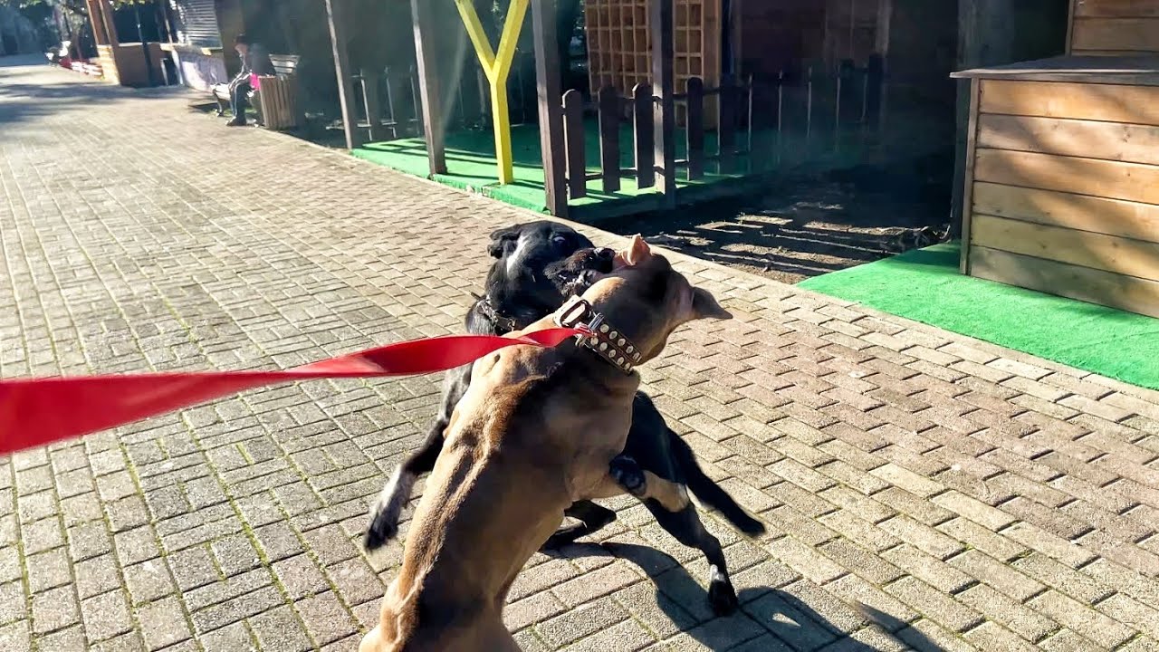 На Джину напала большая бродячая собака Подкинули коробку с щенками Обзор покупок Зимуем у моря