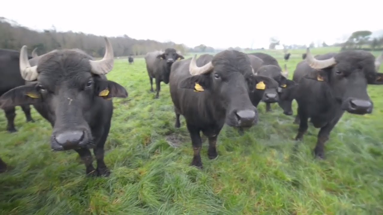 Milking Water Buffalo in West Cork!