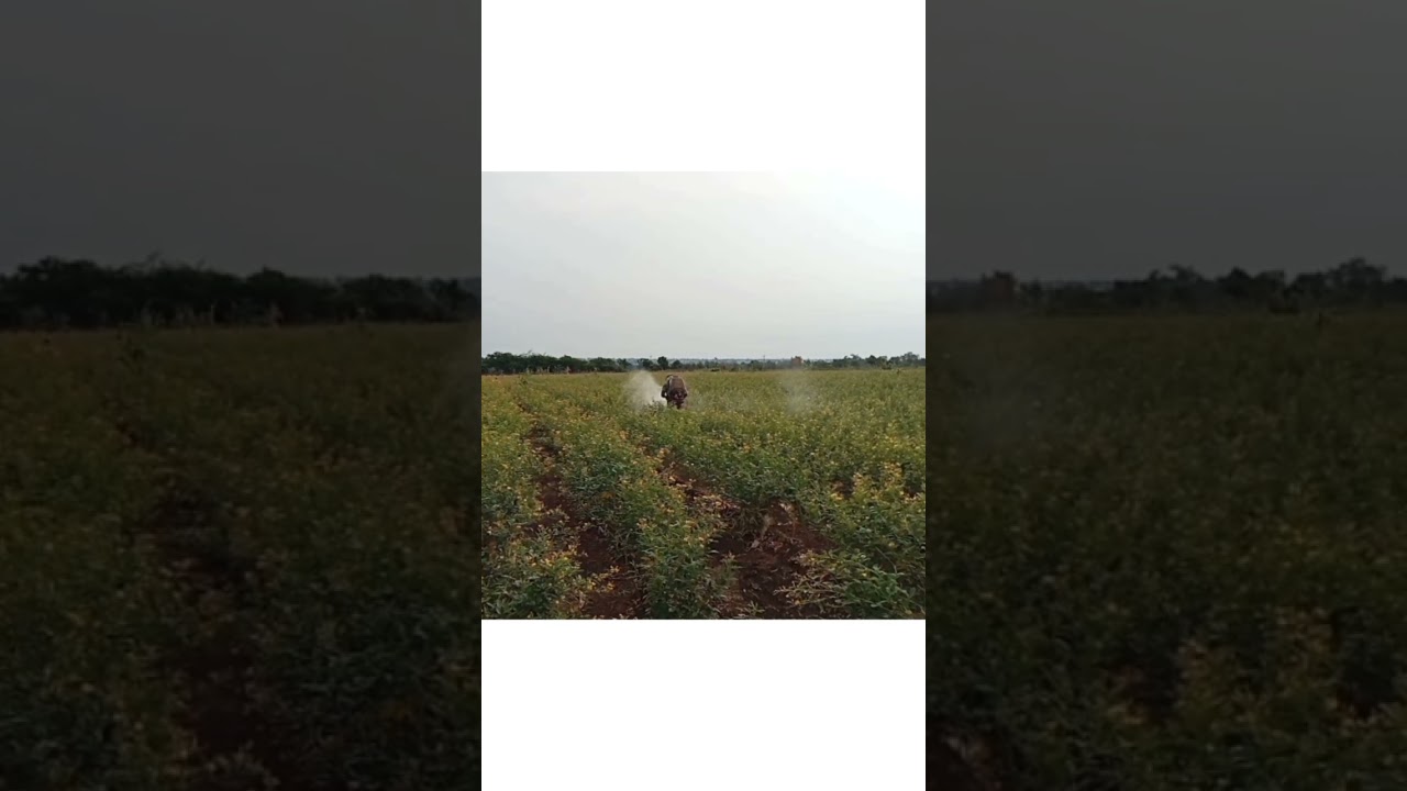 #farming #farmer #desi #desifarm #rajasthan #panjab #uttarpradesh #views #shorts #kisan #kerala #