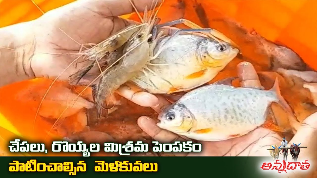 Fish & Prawn Mixed Farming | by Nellore Farmer