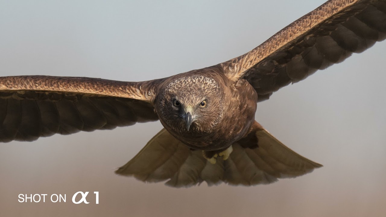 AF TEST SONY &alpha;1/ Real-time Eye AF for birds, Marsh Harrier, 37 Photos