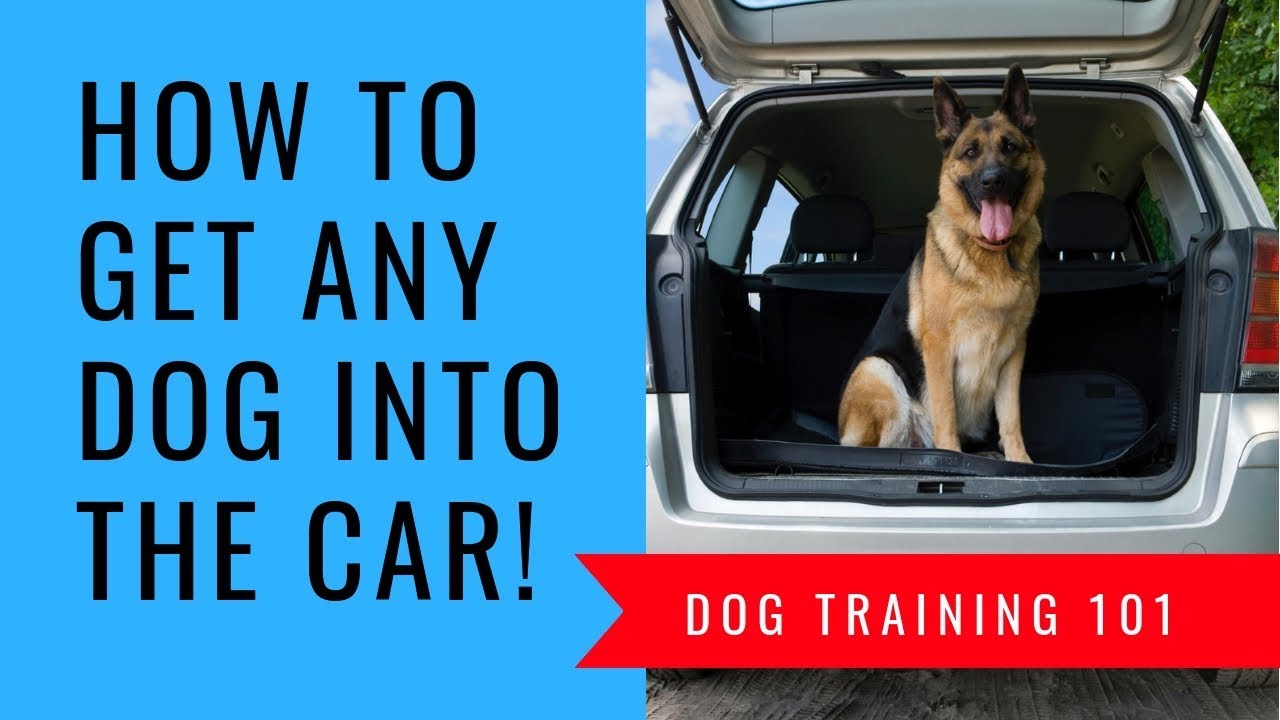 How To Get A Dog Into A Car If They Wont Get In A Step by Step How To Get Your Dog Into The Car!
