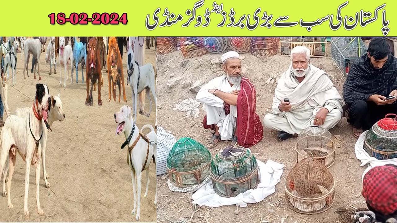 kohat dog mandi to day | pakistan village life | dog market 2024 | birds market 2024 | teetar mandi