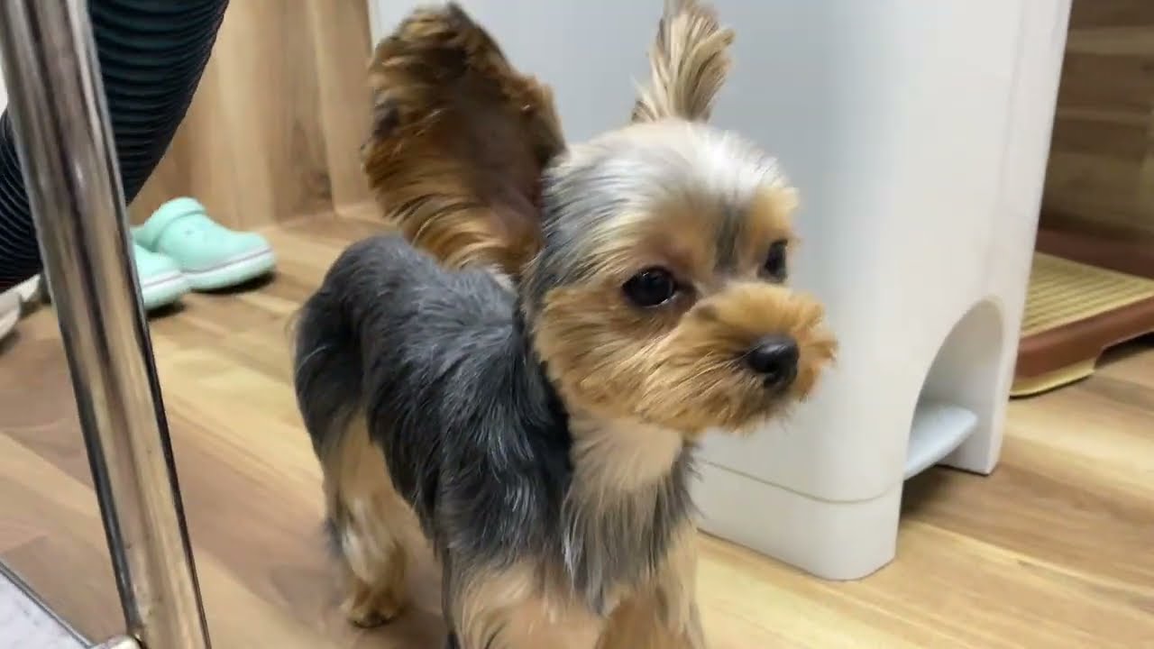 ららちゃんのカット