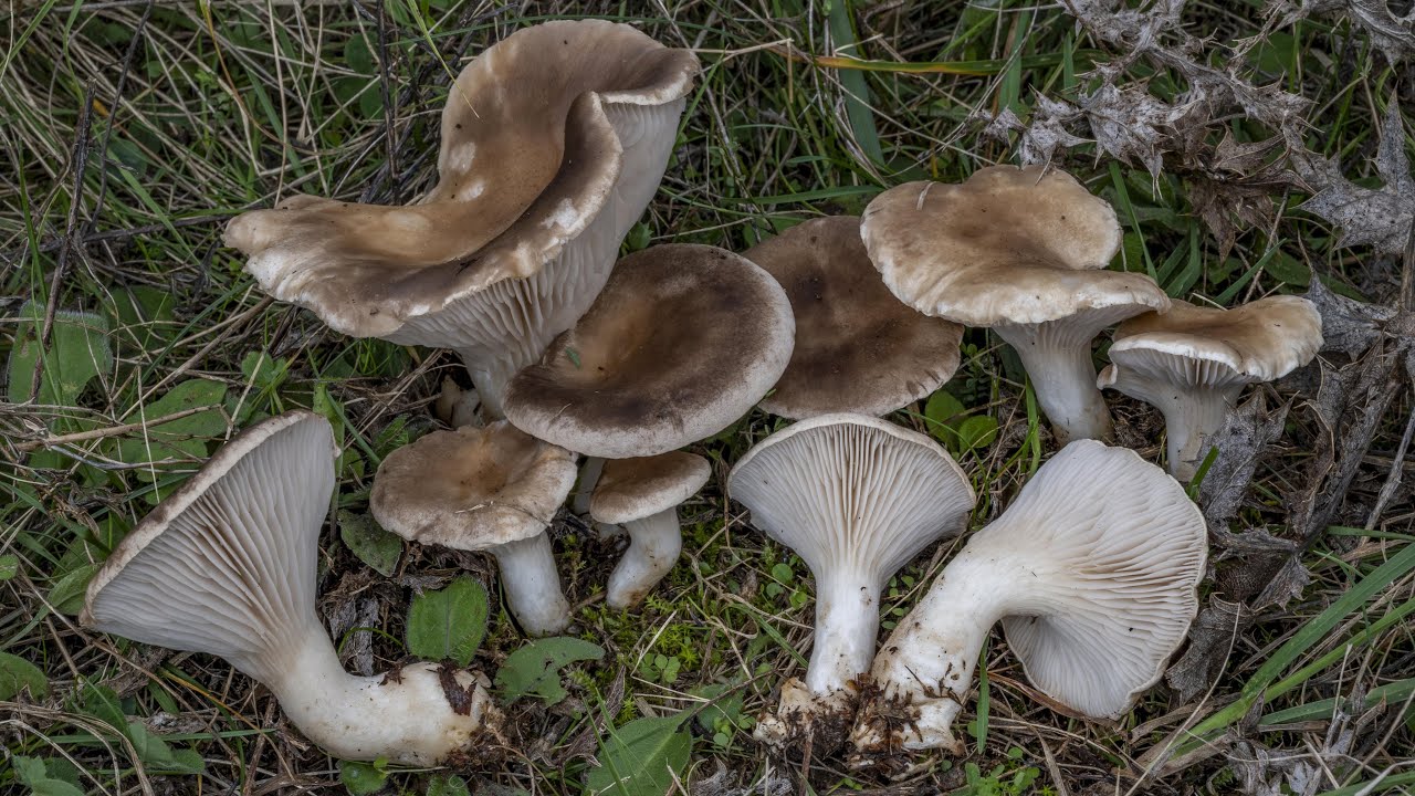Il fungo cardoncello, Pleurotus eryngii