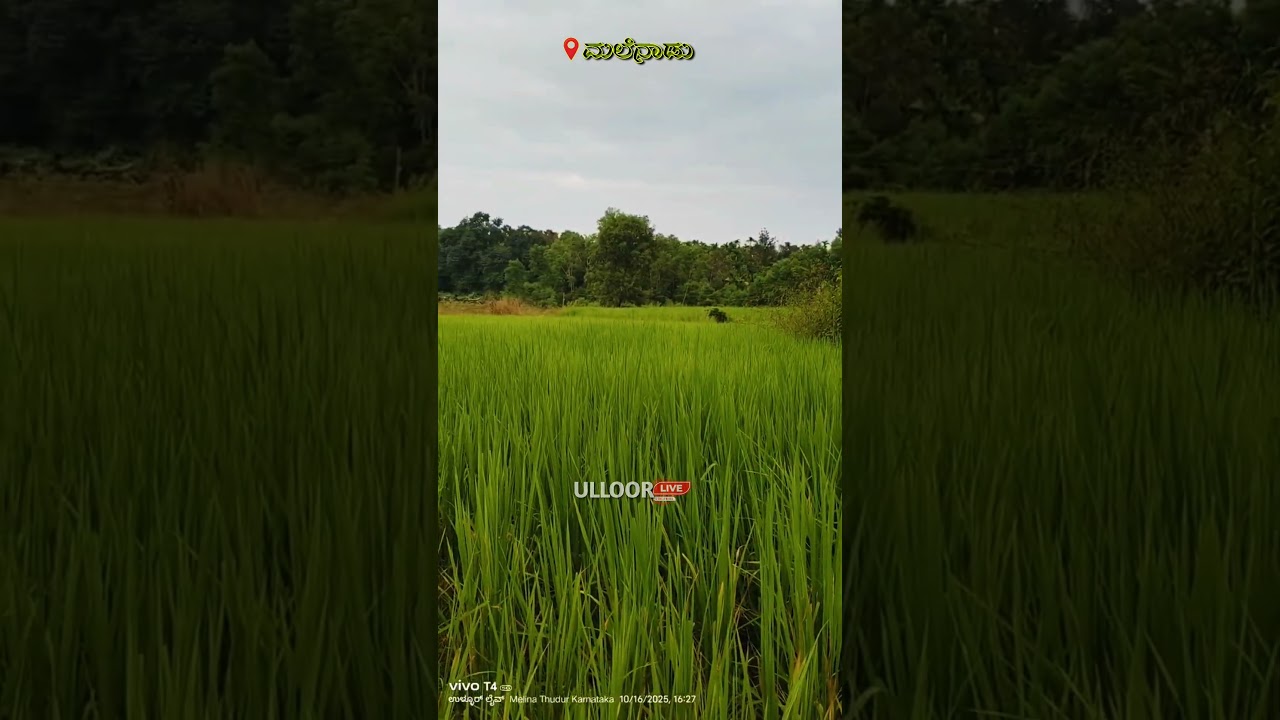 ಮಲೆನಾಡಿನ ಸೊಬಗು. #ಉಳ್ಳೂರ್live #ulloorlive #gkvideo #nature #naturevibes #NatureLovers