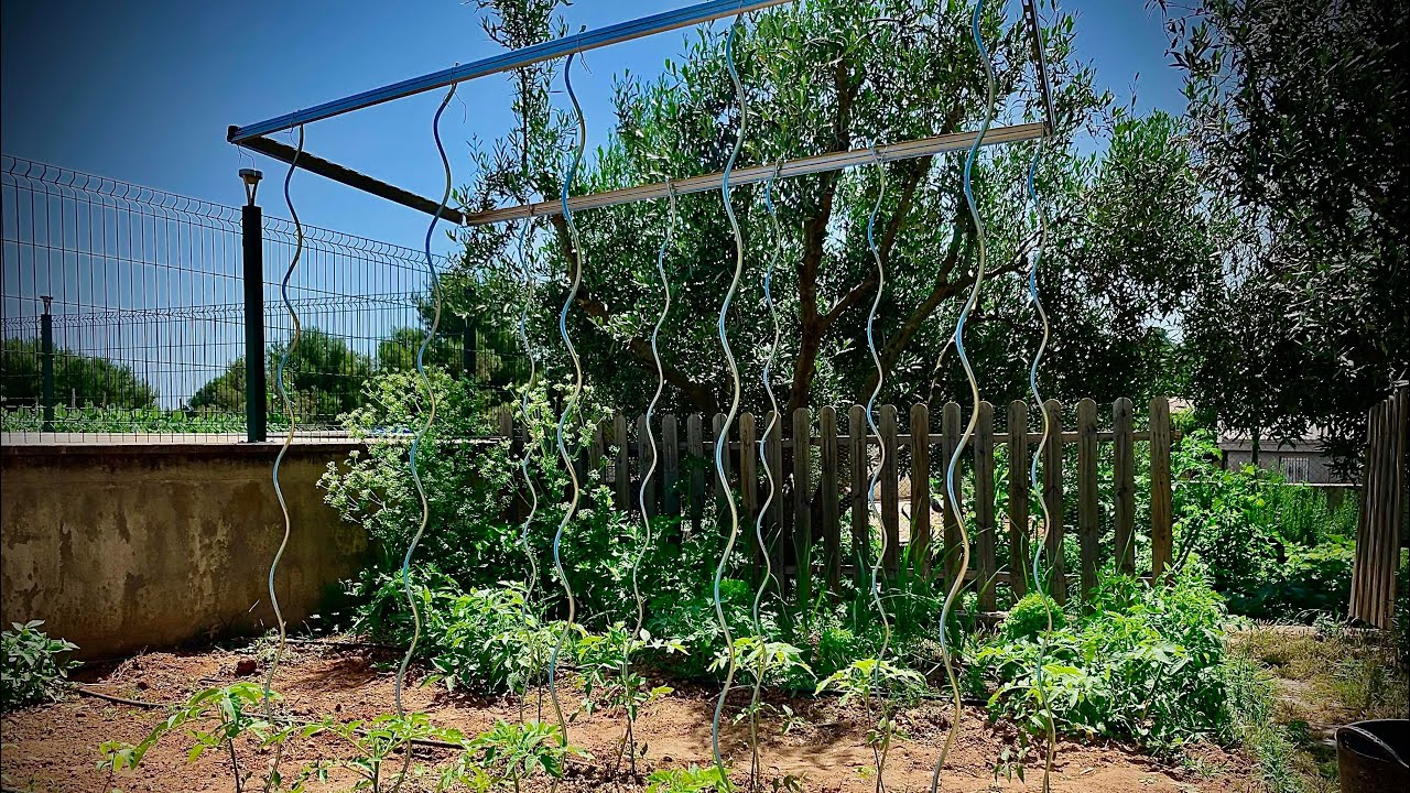 Como entutorar tomateras con varilla en espiral 🍅/ La granja en casa