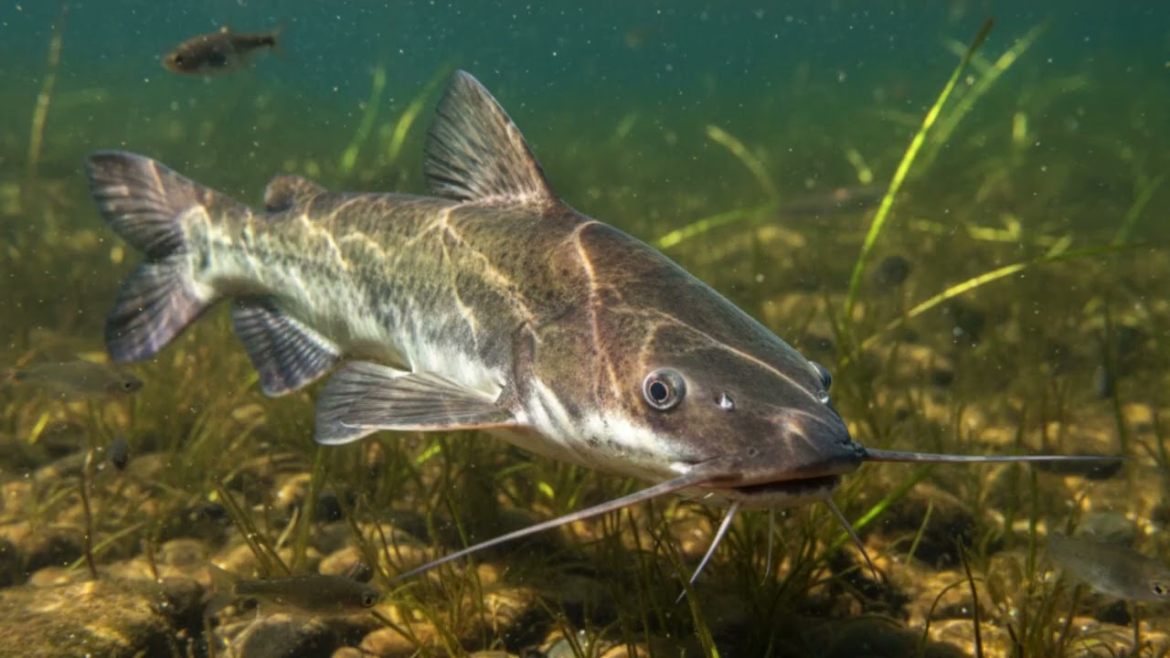 Sound for Catfish Lure Best Bait Frequency for All Types of Catfish Attract Fish with Phone