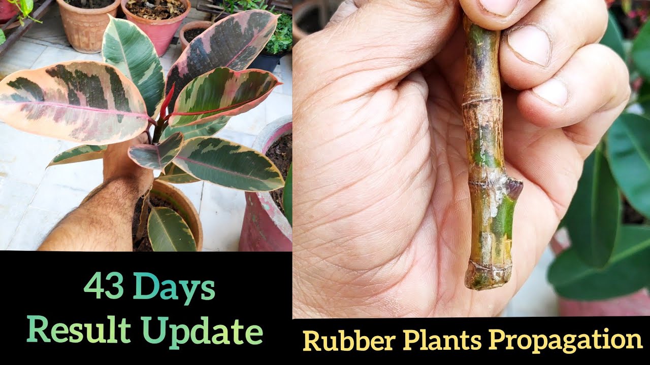 How to grow Rubber plant cuttings with 43 days result update, Rubber plant leaf propagation