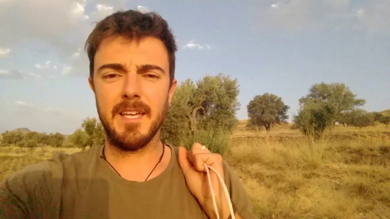 Tratamiento contra la mosca del olivo  - Diario de un agricultor