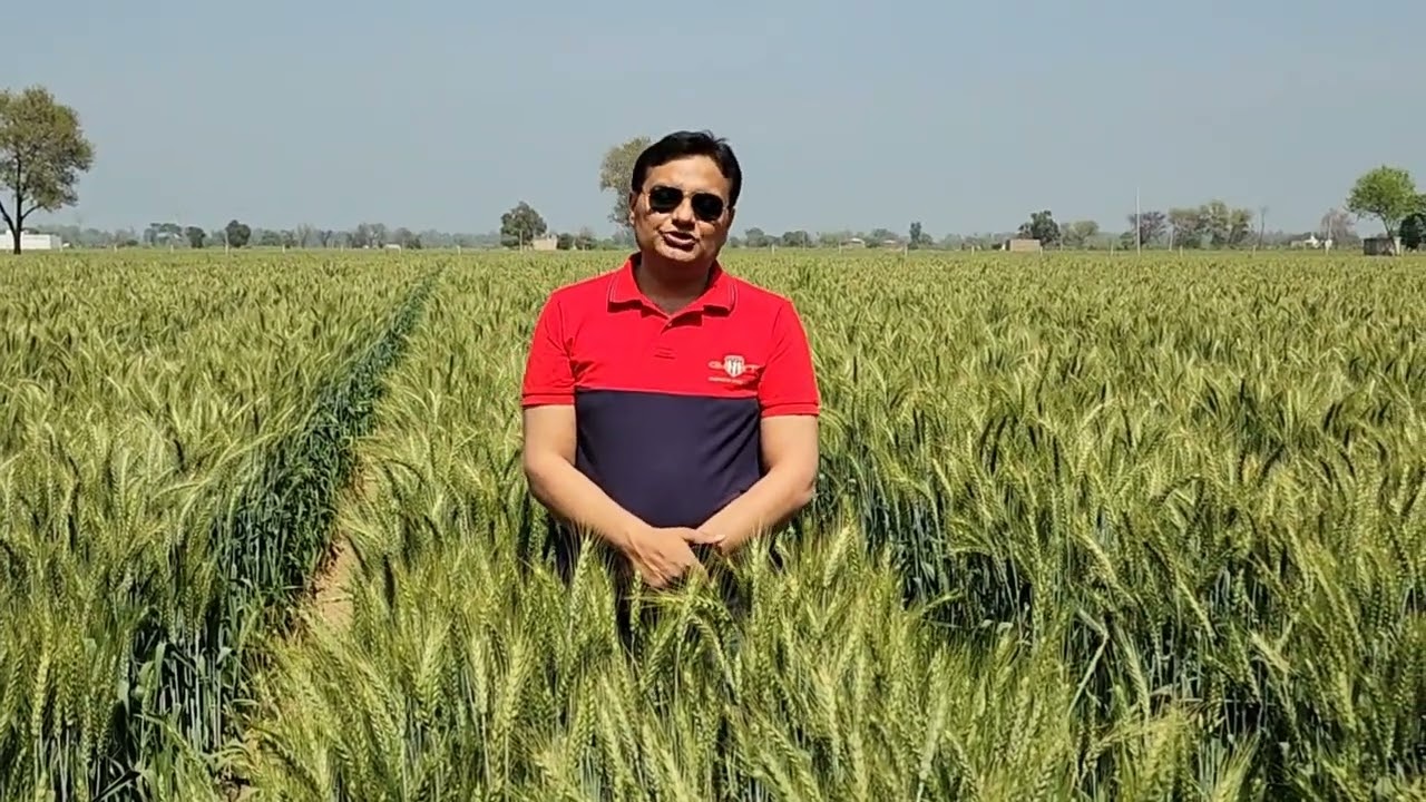 Wheat sowing on raised beds#PQNK#agriculture #youtube